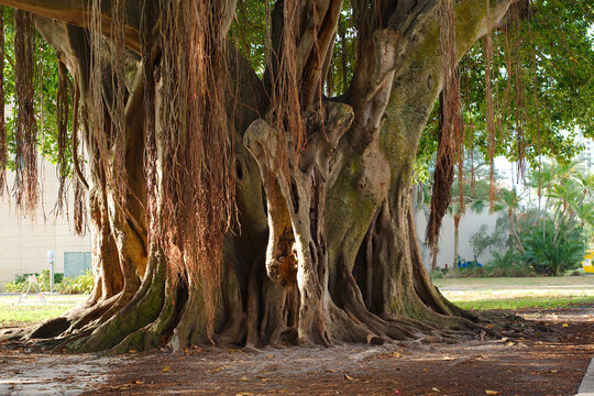 banyan Tree early morning sun in St. Petersburg, FL, Brown trunk and roots  with bright light and green grass in background.