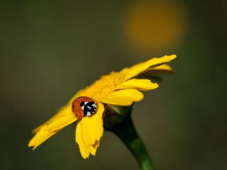 Ladybug on a yellow daisy.