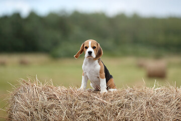 Cute little beagle puppy with a roll of hay © adyafoto