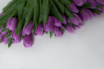 bouquet of purple tulips on a white background. greeting card with flowers