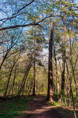 A trail in the woods with the sun shining through the trees.