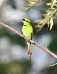 The Green Bee Eater a Member of the passerine bird family in action at the Katraj Snake Park in Pune, Maharashtra, India