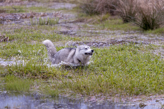 Husky Siberian dog (or wolf) playing in the water while moving.