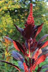 amaranth beautiful plant, healthy food