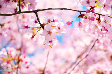 almond flower on a tree branch