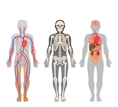 Human body structure set
