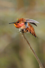 Male Rufous Hummingbird