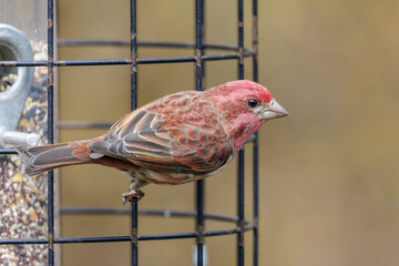 Male Purple Finch