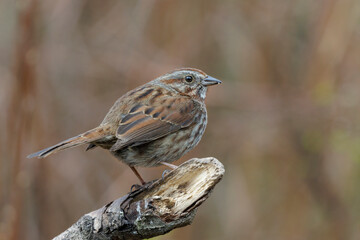 Song sparrow bird
