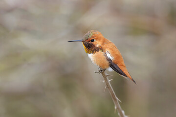 Male Rufous Hummingbird