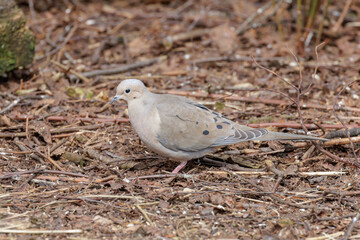 Mourning Dove bird