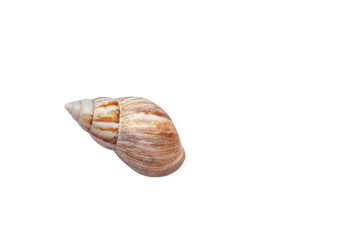 Giant African land snail shell isolated on transparent background. Lissachatina fulica empty shell cut out icon