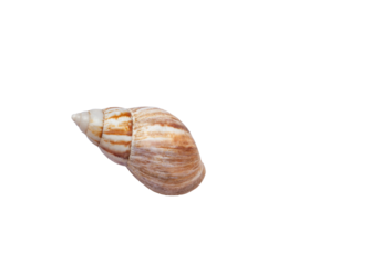 Giant African land snail shell isolated on transparent background. Lissachatina fulica empty shell cut out icon
