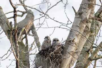 Great Horned Owl nest