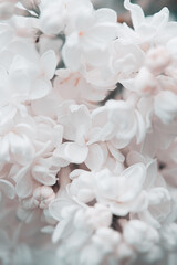 Blossoming lilac tree branch background. Spring background. Copy space. Soft focus	