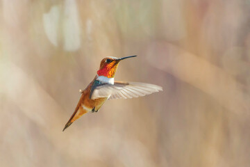 Male Rufous Hummingbird