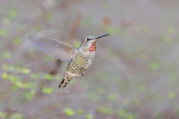 female Annas Hummingbird