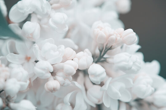 Blossoming lilac tree branch background. Spring background. Copy space. Soft focus © iVazoUSky