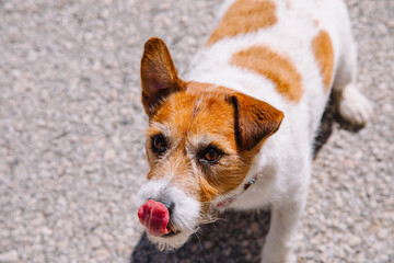 A small Jack Russell Terrier dog walking with his owner in a city alley. Outdoor pets, healthy living and lifestyle