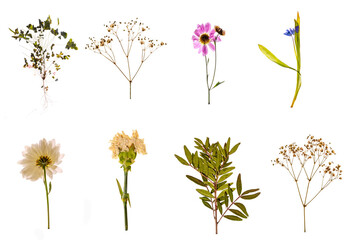 Collage of dried herbarium plants on a white background