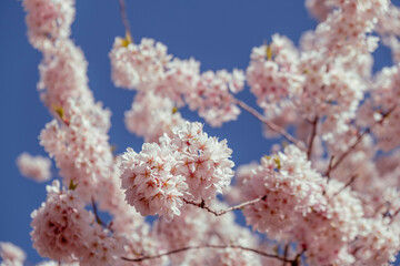 blooming cherry blossom