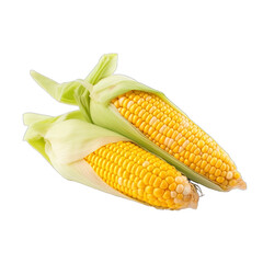 Shucked ears of corn. Raw sweet corn isolated on transparent background, close up.