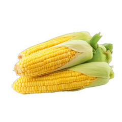 Shucked ears of corn. Raw sweet corn isolated on transparent background, close up.