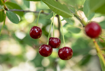cherry berries on a tree in the garden in summer