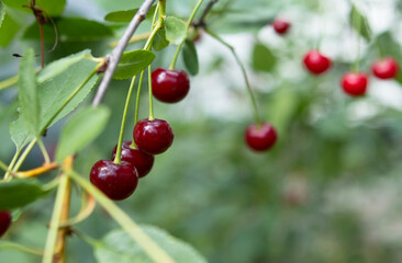 cherry berries on a tree in the garden in summer