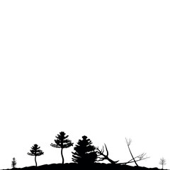 Forest landscape