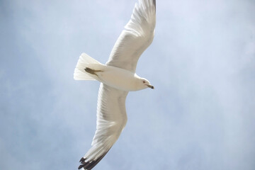 flying seagull with outstretched wings looking at camera with a blue sky and cloud background