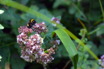 Closeup of a large earth bumblebee (Bombus terrestris) on a light purple oregano flower on a sunny summer day