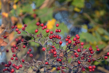 Closeup of the branches and the ripe red fruits of the hawthorn (Crataegus) in late summer