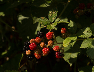 The blackberry is an edible fruit, the genus Rubus in the family Rosaceae.