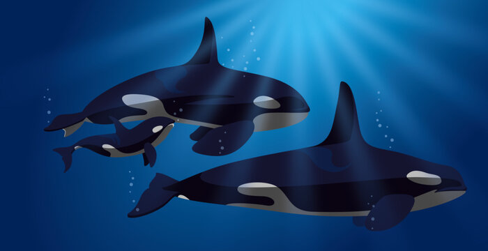 Vector illustration of a family orca, under the sea. Isolated items. Killer whales, beauty of nature