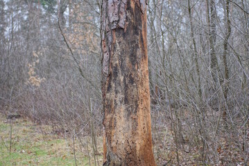 part of a sick one old brown pine with dry fallen bark in the forest