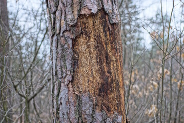 Fototapeta premium part of a sick one old brown pine with dry fallen bark in the forest