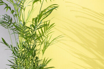 Fototapeta premium Green branches of a decorative palm tree with a shadow on a yellow-gray background. Natural background. Selective focus