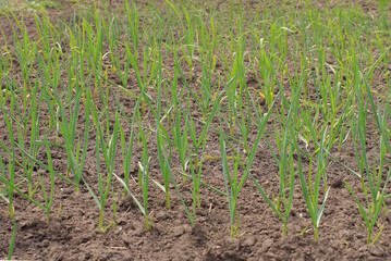garden bed with a row of green onions plants in gray earth