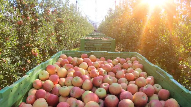 Apples in a boxes after harvest transport between rows of orchards with the sunbeam to the cold storage. Farmers pick ripe apples in an orchard that has anti-hail nets