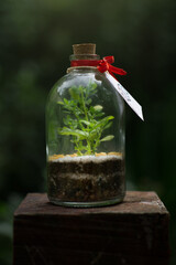 flowers in a vase terrariums