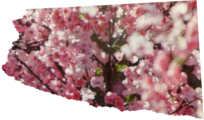 pink textured scrap of magazine paper