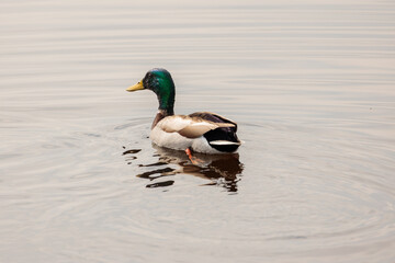 a mallard duck swimming in water