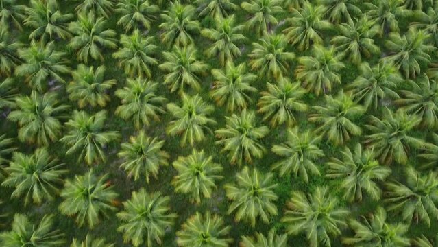 Tamandar&eacute; Carneiros Pernambuco Praia Litoral Para&iacute;so Tropical Pernambucano Paradis&iacute;aco Coqueiro Mar Areia Ilha C&eacute;u Oceano Paisagem Drone Brasil Viagem Turismo F&eacute;rias Ver&atilde;o