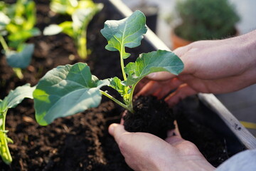 hands planting vegetable seedlings (kohlrabi) in a raised bed on a balcony in evening light