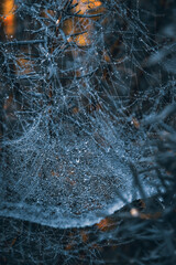 Spider web with dew drops on the branches of a tree in the forest