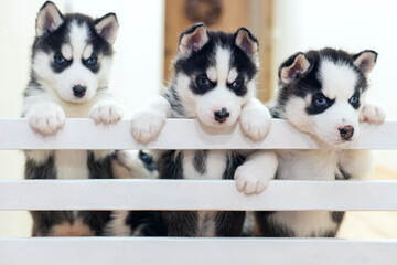 Group of cute playful Siberian Husky puppies are playing at home © spyrakot