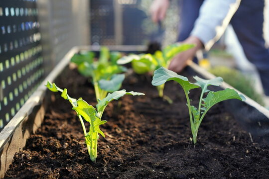 Close up of vegetable seedlings (kohlrabi, cauliflower) in a raised bed with a man doing garden work in the background.
