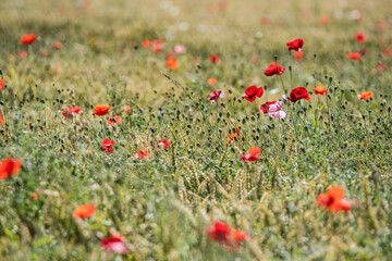 summerfield of poppies