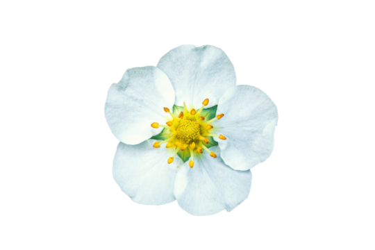 White strawberry flower isolated on transparent background. Fragaria vesca blooming wildflower cut out